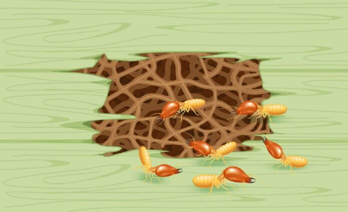 Non-Chemical Ways to Prevent Termite Breakouts