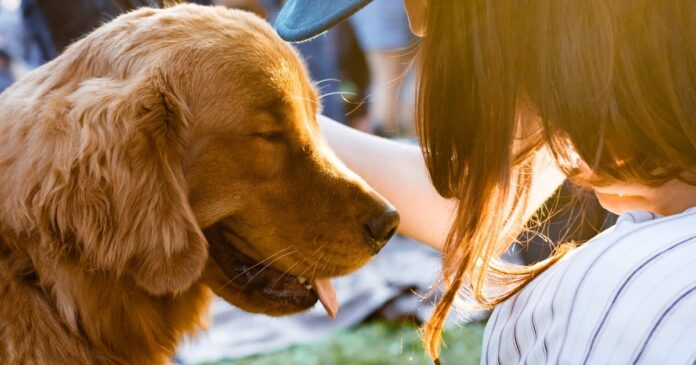 Essential Elements for Sustainability in Animal Welfare Organizations